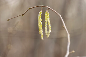 Willow or hazelnut Catkins in winter time