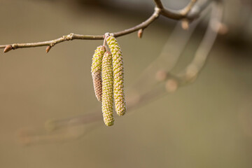Willow or hazelnut Catkins in winter time