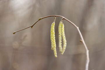 Willow or hazelnut Catkins in winter time
