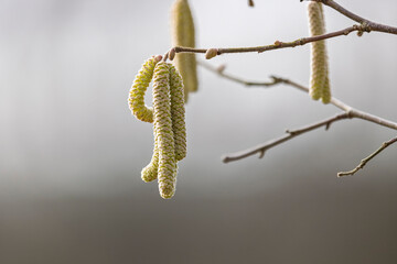 Willow or hazelnut Catkins in winter time