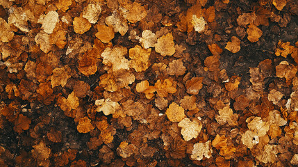 Autumn leaves covering the forest floor