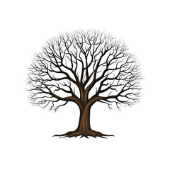 Obraz premium Majestic Winter Oak Tree, Isolated on Transparent background