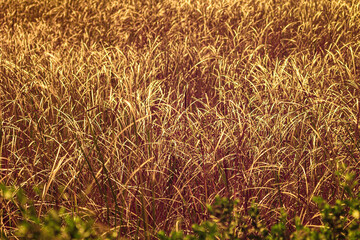 Infrared photography, a field of tall grasses, illuminated by warm sunset light, creating a golden hue