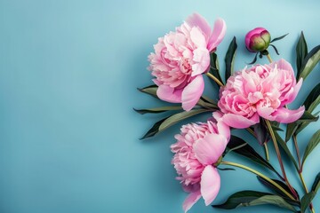 peony pink large flowers blue backgrounds copy space leaf leaves stem branch blue wallpaper petal composition elegance