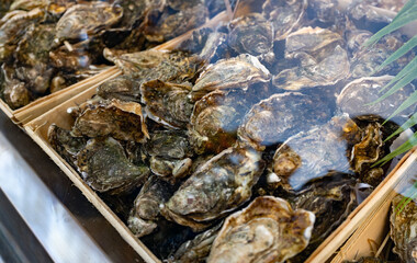 Freshly caught oysters in a market display.