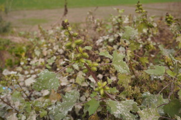 Rough cocklebur on its plant with its leaves in close up with a blurry background