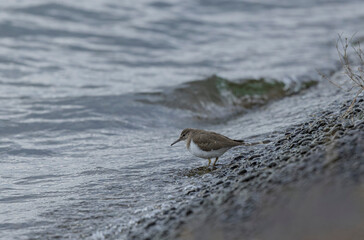 Common Sandpiper Tringa or Actitis hypoleucos wading