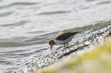 Common Sandpiper Tringa or Actitis hypoleucos wading