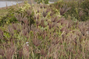 Chloris virgata on the field in close up with a blurry background