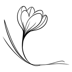 One continuous line drawing of a crocus. Printed decorative crocus flower for invitation. Vector illustration