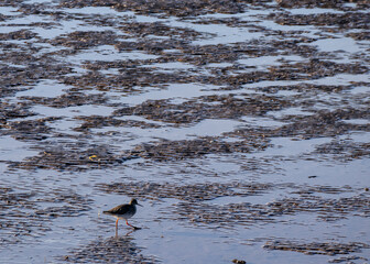 Small Turnstone wading bird on wet sand at low tide on River Dee estuary