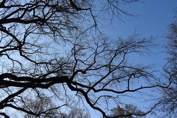winter tree branches against the sky