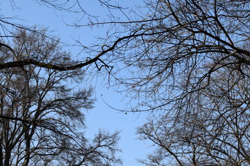 winter tree branches against the sky