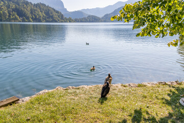 Landscape with ducks in lake Bled.