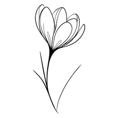 One continuous line drawing of a crocus. Printed decorative crocus flower for invitation. Vector illustration