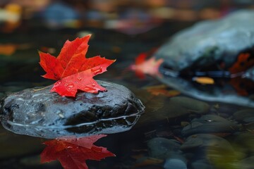 bright red autumn maple leaf close up on a stone in the forest with reflection in the water river lake stream