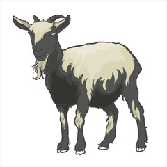 Nigerian dwarf goat with separate white background