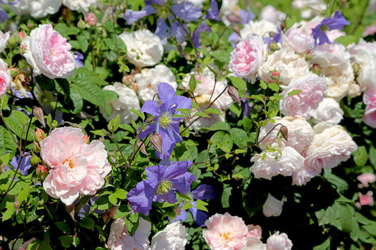Cl&eacute;matites bleues et roses anglaises Rosalba Carriera en m&eacute;lange de fleurs, arbuste luxuriant en massif avec feuillage vert, photographie de jardin botanique en &eacute;t&eacute; ou au printemps. Style regency