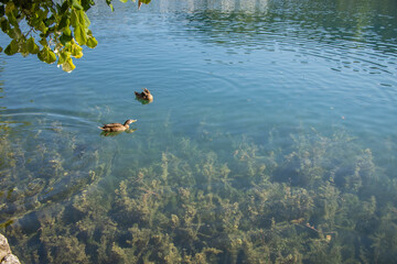 Ducks swimming in Lake Bled.