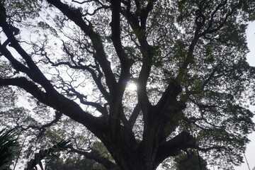 Fototapeta premium The sun is shining in the middle of the tree branches and leaves