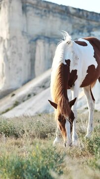 Pinto horse grazing on parched grassland, white rocky cliffs rising behind under brilliant sunlight, showcasing rugged western landscape