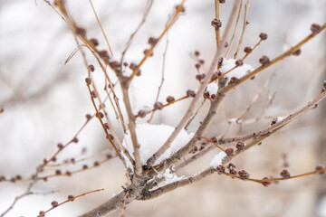 This photograph showcases delicate branches covered in fresh snow, with small buds emerging as a sign of seasonal transition. The soft-focus background highlights the intricate details of the snow 