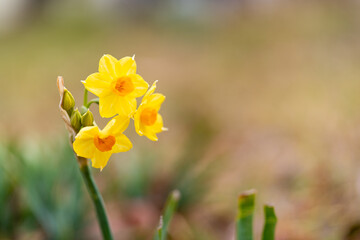 黄色い水仙の花