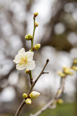 白い梅の花とつぼみ