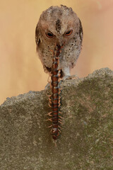 A Javan scops owl preys on a big centipede. This nocturnal bird has the scientific name Otus lempiji.