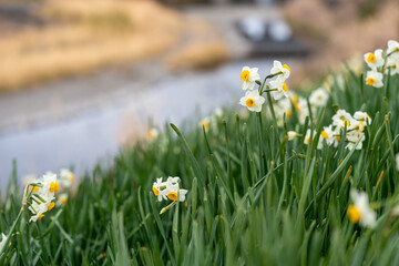 川の土手に咲く白い水仙