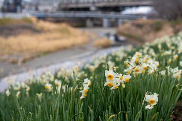 川の土手に咲く白い水仙
