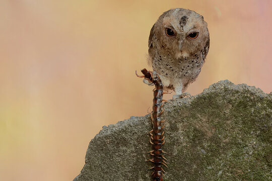 A Javan scops owl preys on a big centipede. This nocturnal bird has the scientific name Otus lempiji.