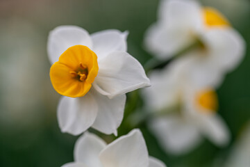 白い水仙