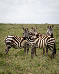 Three Zebras Cuddling in Ngorongoro Crater, Tanzania