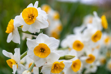 咲き乱れる白い水仙