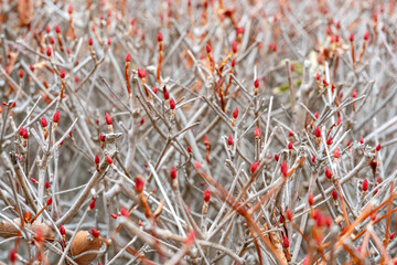 ドウダンツツジのつぼみ