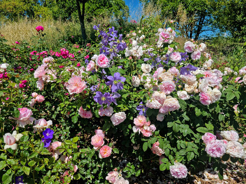 Cl&eacute;matites bleues et roses anglaises Rosalba Carriera en m&eacute;lange de fleurs, arbuste luxuriant en massif avec feuillage vert, photographie de jardin botanique en &eacute;t&eacute; ou au printemps. Style regency