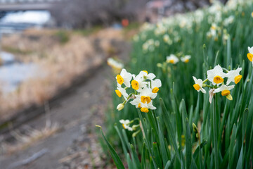 土手に咲く水仙