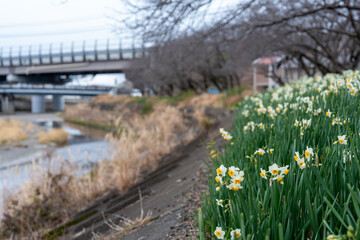 土手に咲く水仙