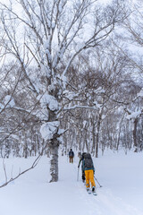 羊蹄山　山スキー　登高
