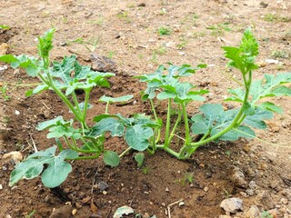 young watermelon seedlings growing on the vegetable bed
