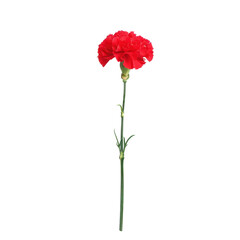Red carnation flower with green stem and leaves