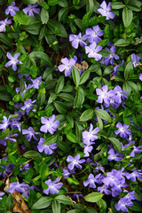 Common periwinkle, or Vinca minor flowers in a garden