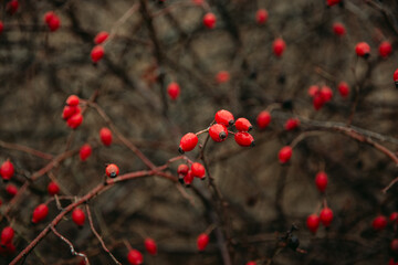 Red rosehip berries on a bush, useful berries, nature

