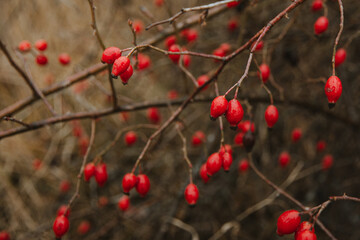 Red rosehip berries on a bush, useful berries, nature

