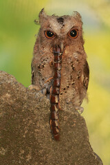 A Javan scops owl preys on a big centipede. This nocturnal bird has the scientific name Otus lempiji.