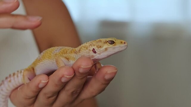 A gecko rests calmly in a person's hand, showcasing its vibrant scales and gentle nature. This image highlights the bond between humans and exotic pets, promoting care and responsibility.