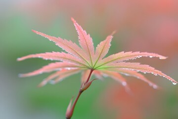 Close-Up of Delicate Maple Leaf with Dew on Soft Green Background