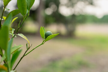 A young Calamondin fruit at the top of a Calamondin branch.