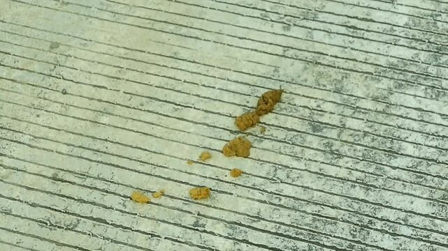 animal waste falls on the road. the feces are yellowish brown